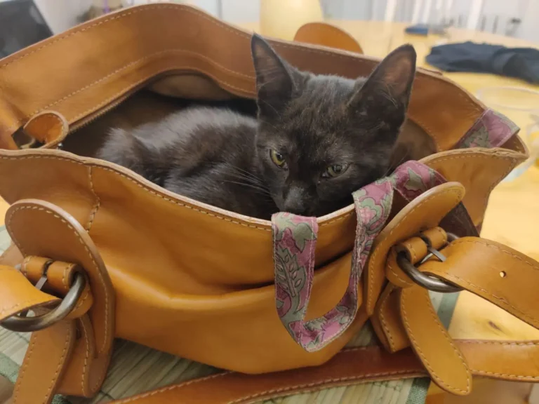 WhatsApp Image 2026-01-20 at 13.22.47